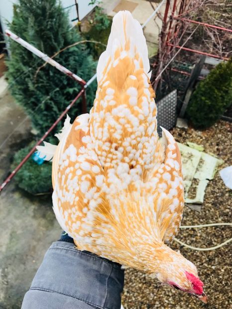 D49D1BE6-28D5-4EFF-B805-BC22B6B563AC - Mii de flori galben alb 2018