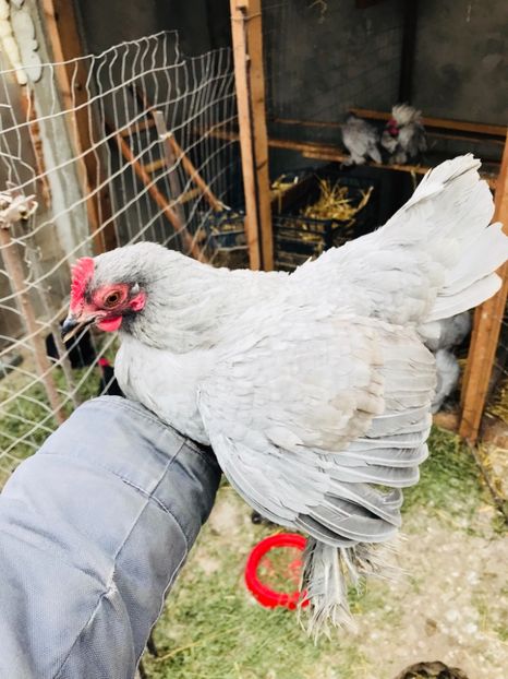 F960258B-7AC8-4070-B85D-C393083F4DAC - Mii de flori albastru 2018