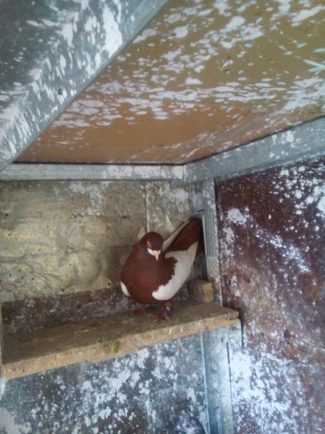  - bălțat românesc