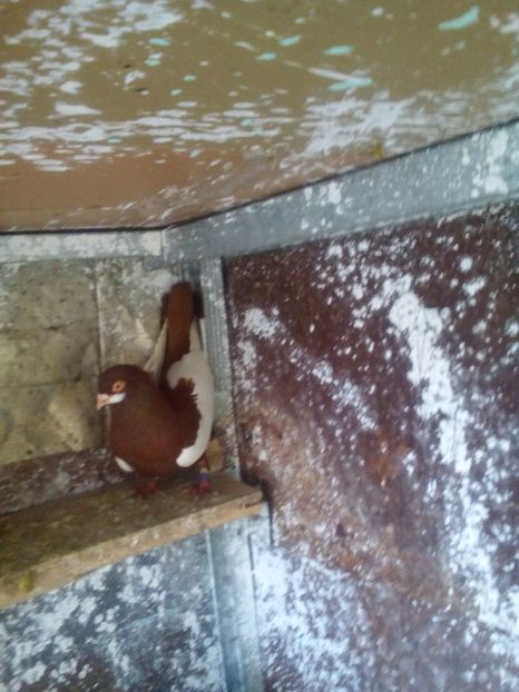  - bălțat românesc