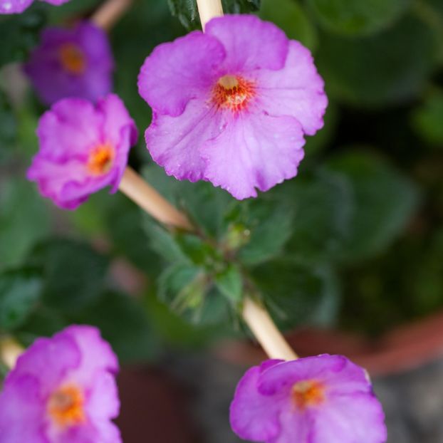 achi. argentina - Argentina- mirra