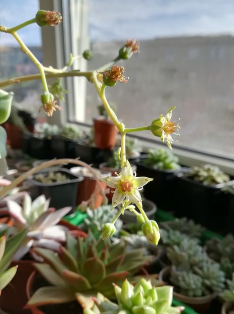 graptopetalum paraguayense - flori - A - flori