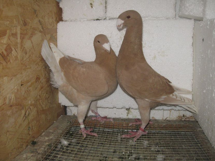 PERECHEA 1 - GALBENI 2018