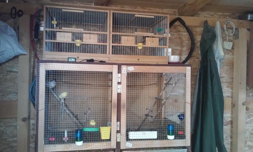 Canarii de afara - Canari - 2018