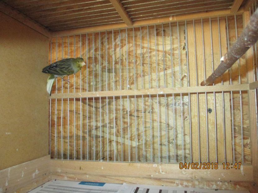 Canar mascul - Canari - 2018