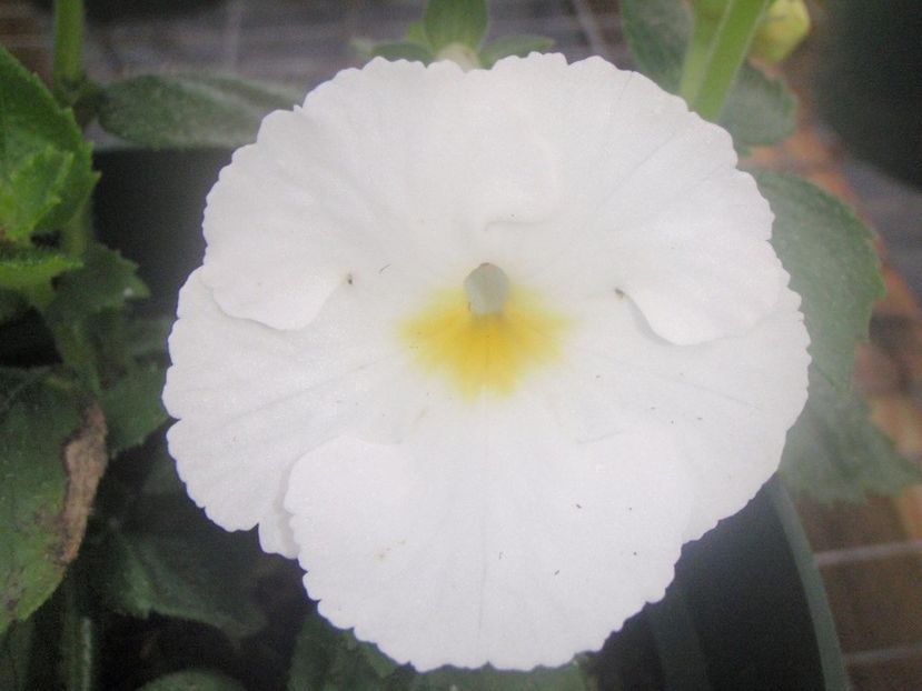 blushing beauty - Blushing Beauty- deea01