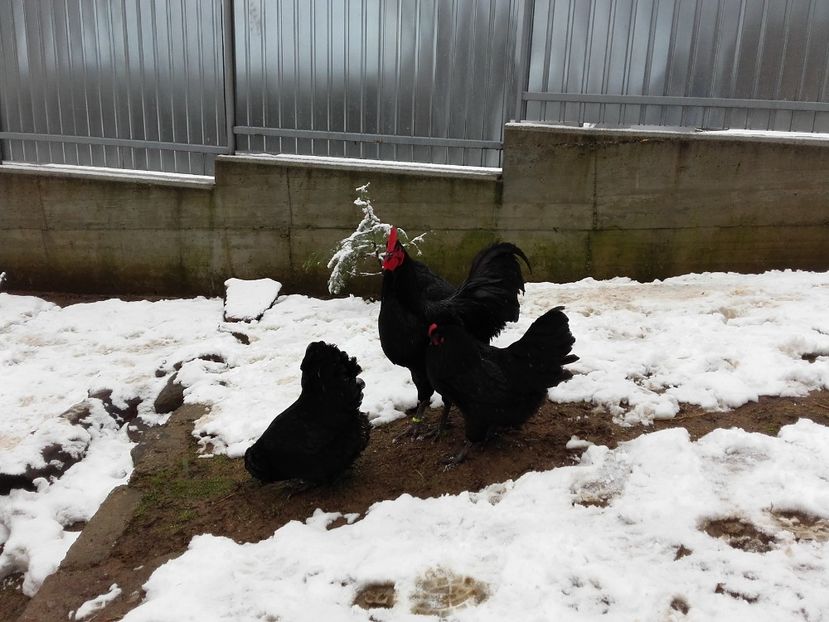  - AUSTRALORP