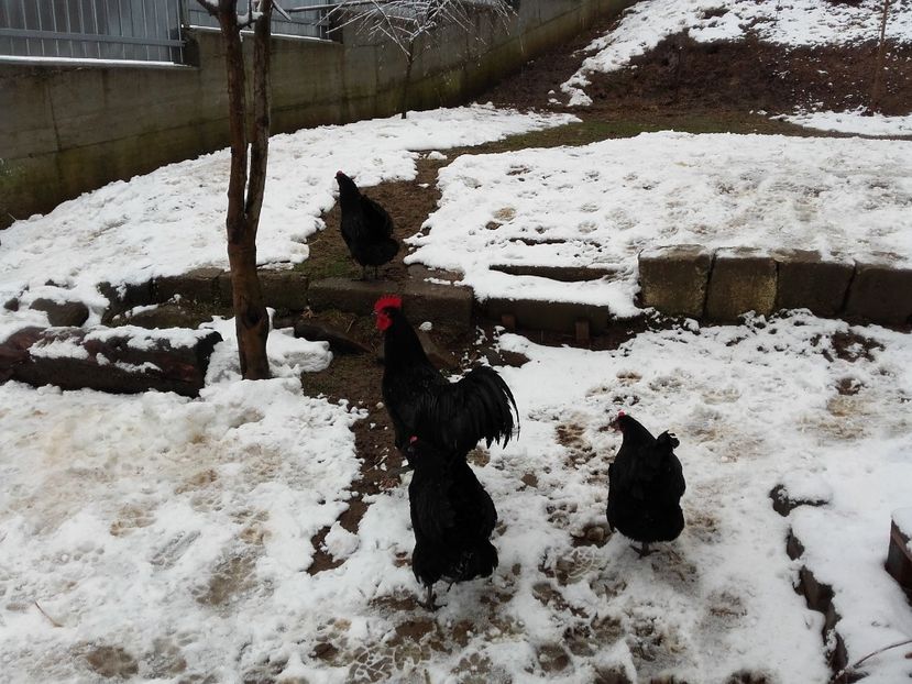  - AUSTRALORP