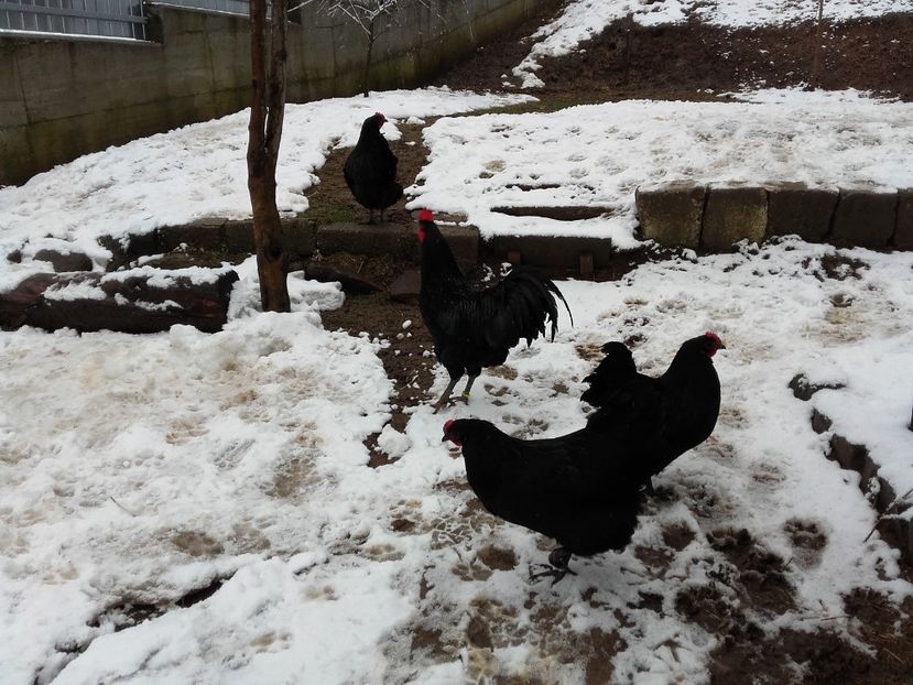  - AUSTRALORP