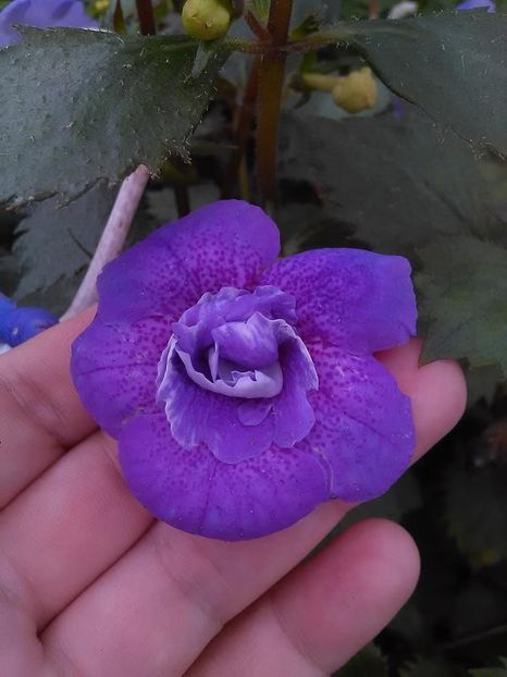 blue hurricane - Blue Hurricane- deea01