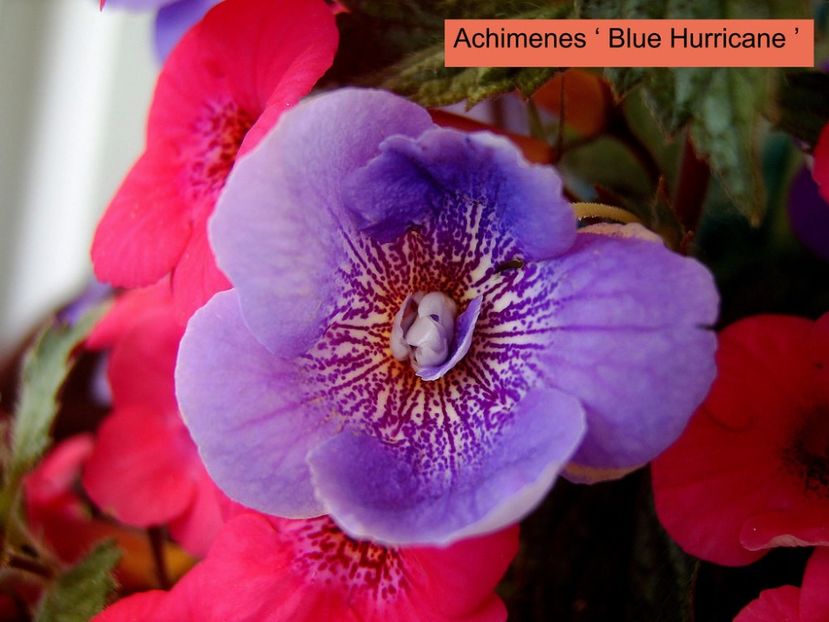  - Blue Hurricane- deea01