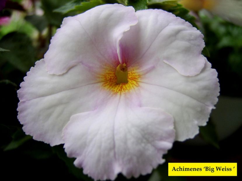  - Big Weiss- Erika76