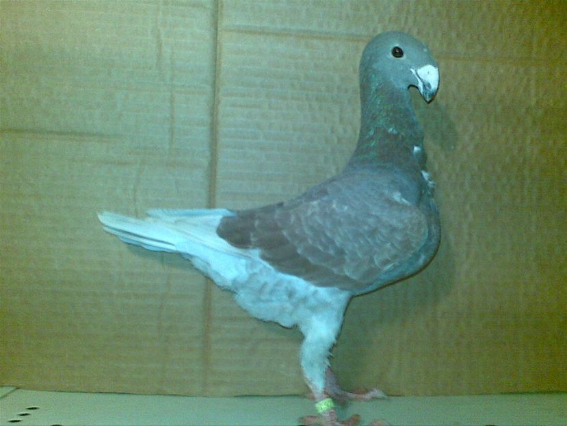 2017 - Matca femele 2018