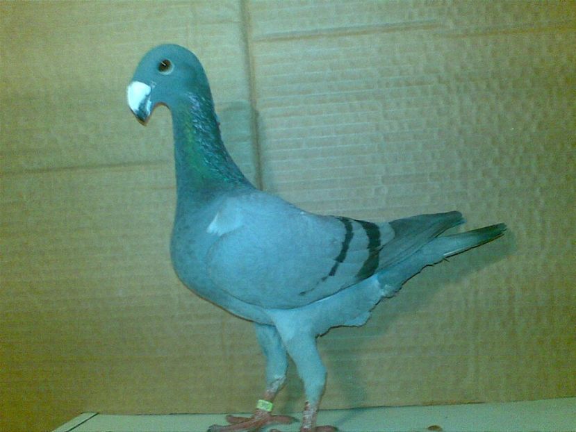 2017 - Matca femele 2018