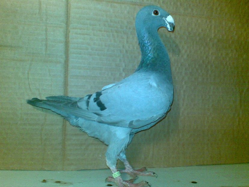 2017 - Matca femele 2018