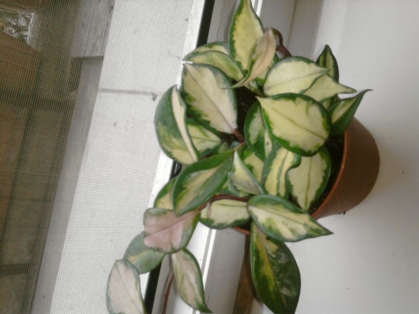 crimson princes - -FEBRUARIE 2019