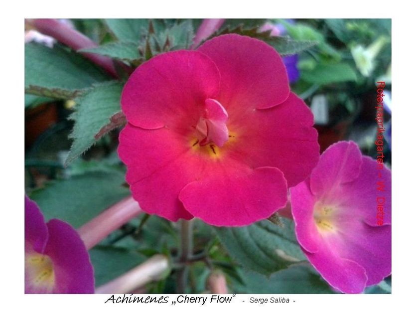 cherry flow - Chery Flow-deea01