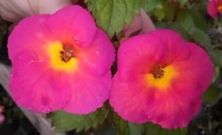 cherry flow - Chery Flow-deea01