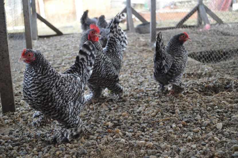 barat - b Mii de flori barat