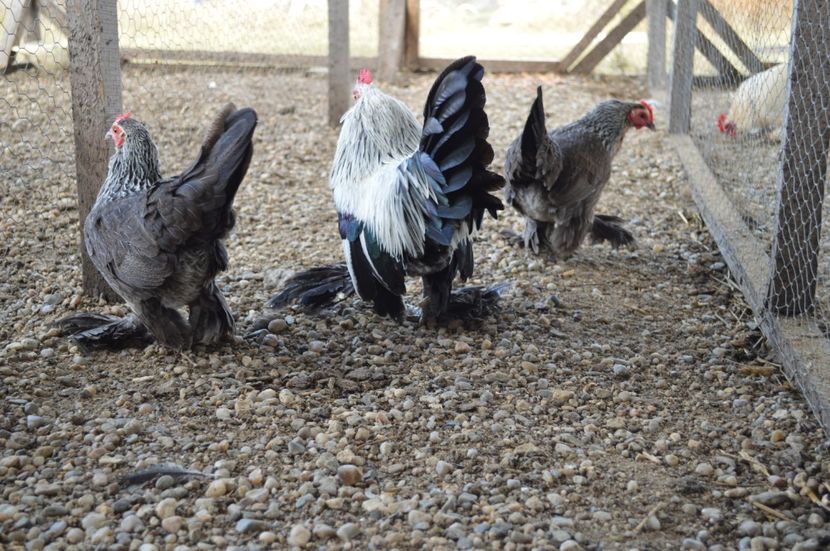 argintiu - b Mii de flori argintiu