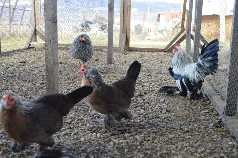 mii de flori argintiu - b Mii de flori argintiu