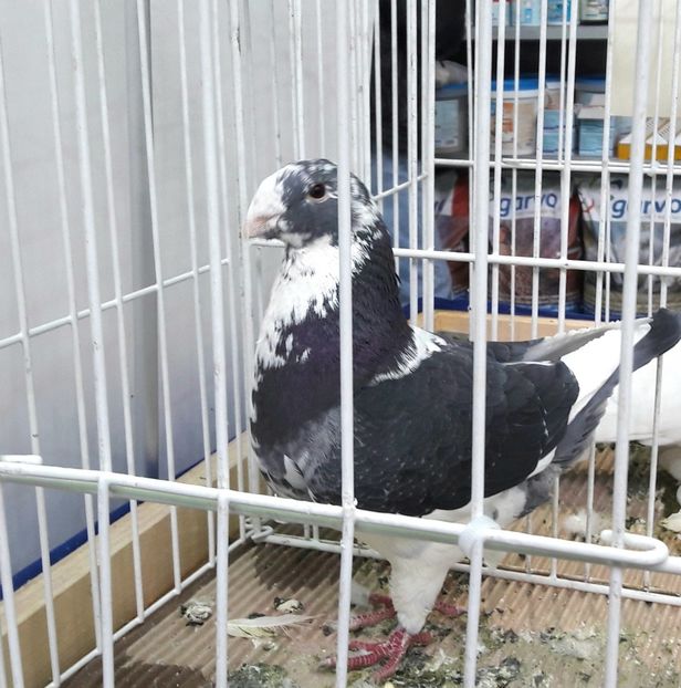  - Expozitia de Club Otopeni 2018