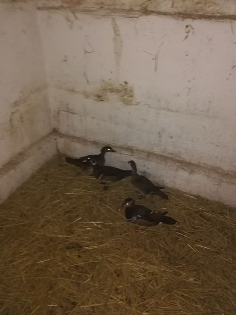  - Rate Mandarine și Caroline