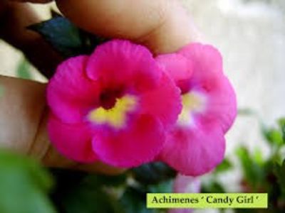 candy girl - Candy Girl-deea01