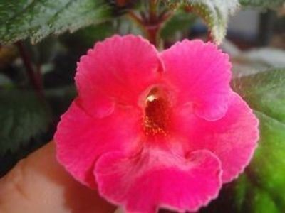 charlotte grace - Charlotta Grace-deea01