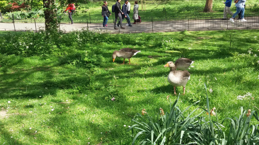  - 2017 LONDRA