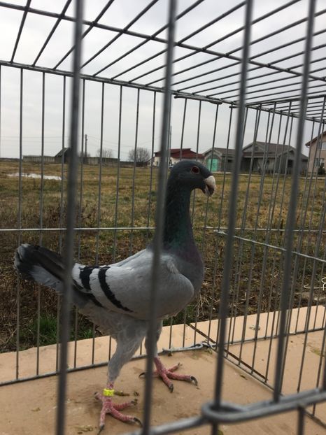 A7920B7F-63F5-4CD9-8FDA-179B338E733D - Masculi 2018