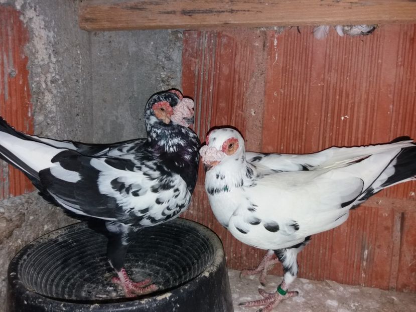 Per 1 M 2015  F 2013 - ae berberi si carunculati 2018