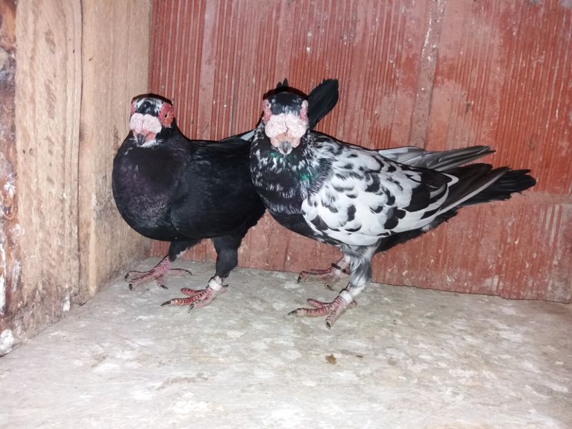  - ae berberi si carunculati 2018