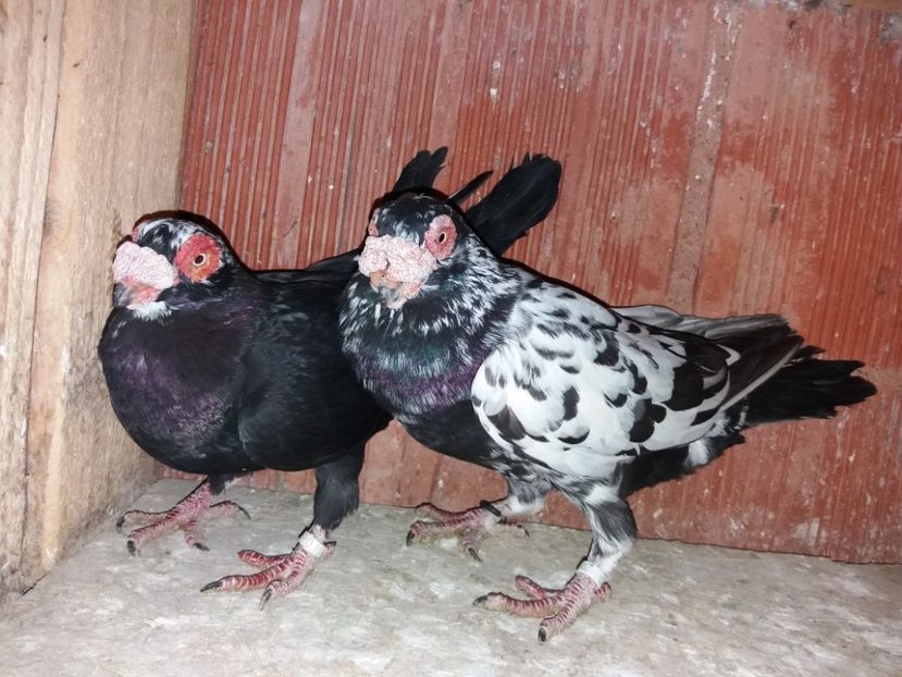  - ae berberi si carunculati 2018