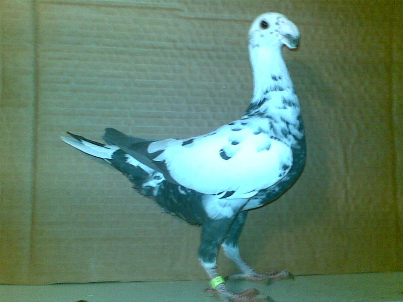 2017 - Matca femele 2018