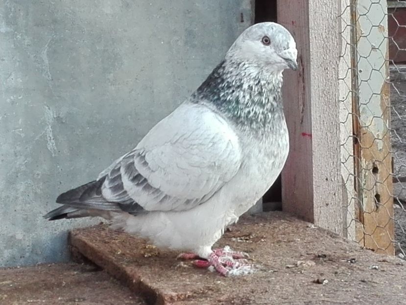 M 2017 - 05MASCULI PT 2018