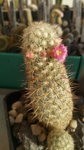 04.02.2018 - Mammillaria microhelia