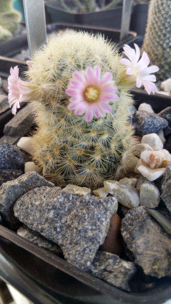 11.03.2018 - Mammillaria carmenae hb