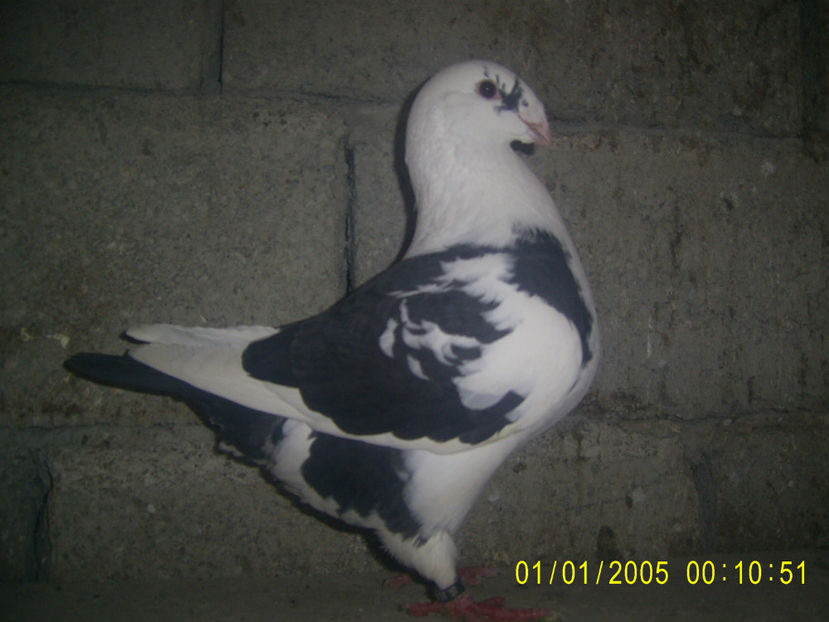 F - 2016 - femele matca - 2018