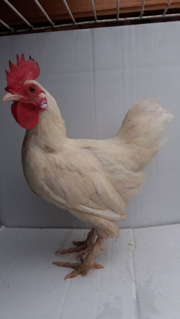 vandut - De vanzare gainuse mi de flori