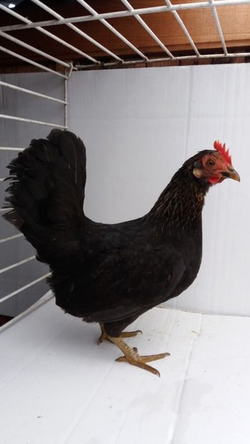 vanduta - De vanzare gainuse mi de flori