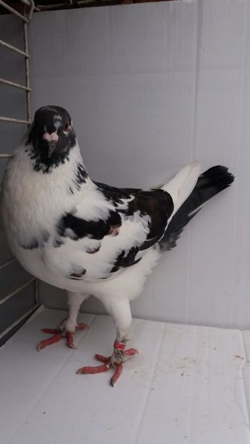 F 2017 vanduta - De vanzare kingi