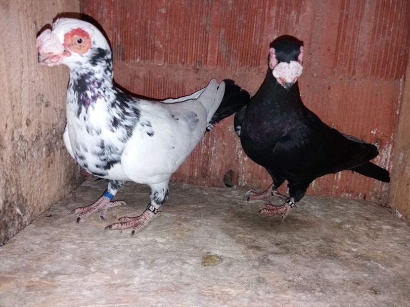 Per 3 M F 2016 - ae berberi si carunculati 2018