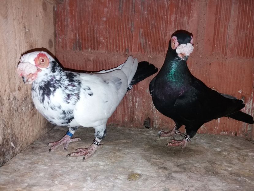  - ae berberi si carunculati 2018