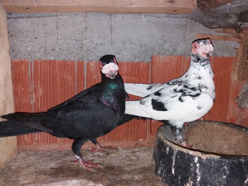  - ae berberi si carunculati 2018