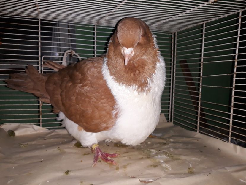  - strasser pe galben