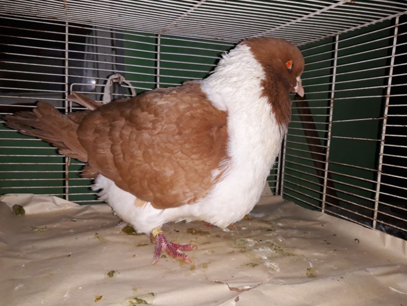  - strasser pe galben