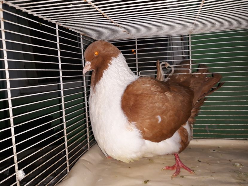  - strasser pe galben