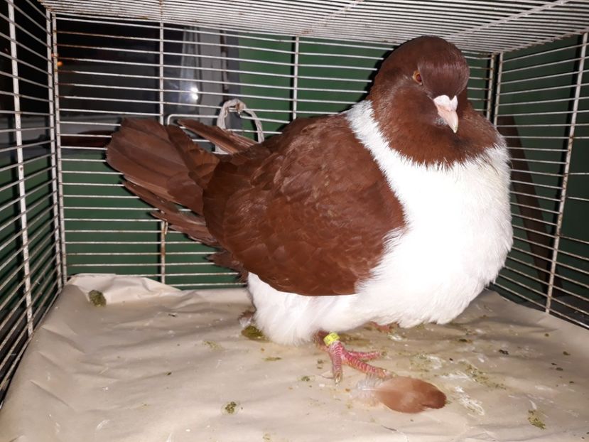  - strasser pe galben