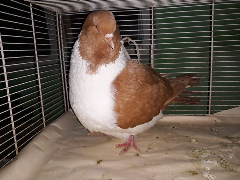  - strasser pe galben